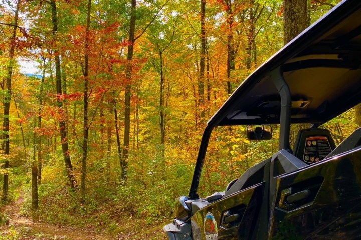 a close up of a wooded area